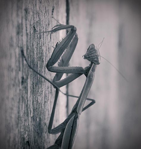 praying mantis