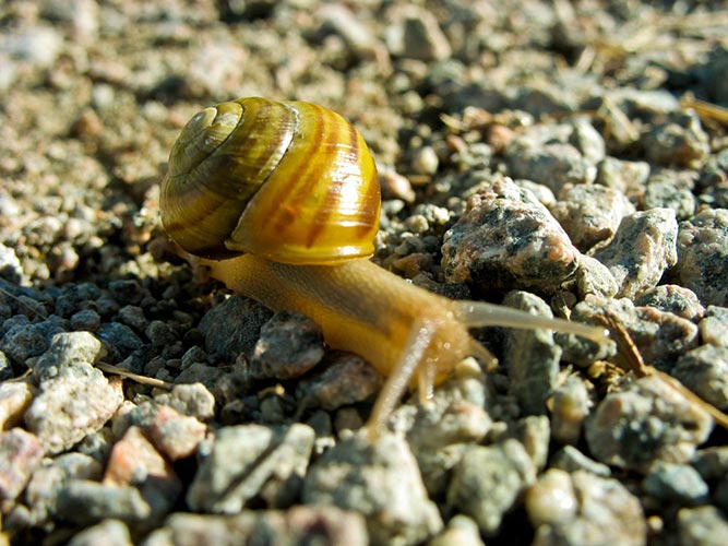 snail
